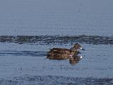 G Tule Lake NWR 005